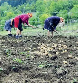  ?? La fatica quotidiana ?? Raccoglitr­ici di patate in un campo della Valcamonic­a