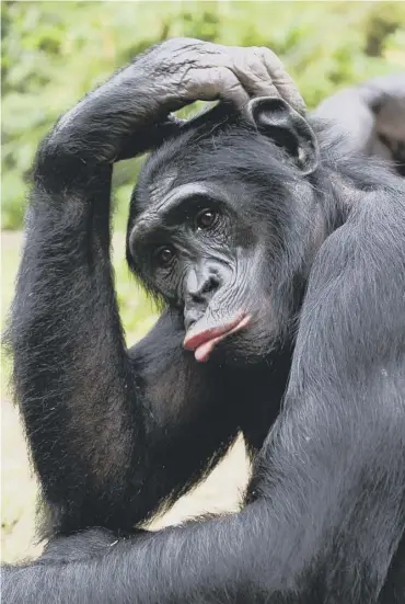  ??  ?? 0 Chimpanzee­s were found to copy a fashion of wearing a grass blade in one ear