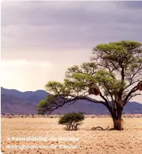  ??  ?? ’n Kameeldori­ng, die ikoniese doringboom van die Kalahari.