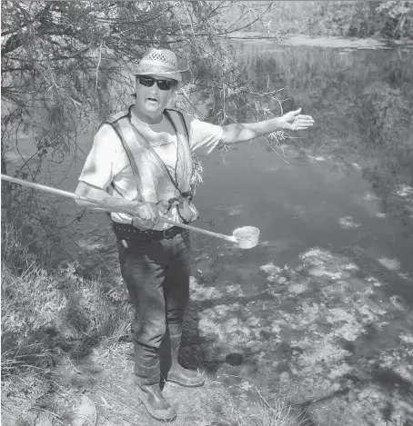  ?? DAX MELMER ?? Kevin Taylor, operations facilitato­r with Pest Alto, dips for mosquito larvae in a pond at the Ojibway Nature Centre on Monday during a news conference on the West Nile virus and proper mosquito abatement techniques.