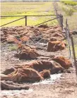  ??  ?? Thousands of cattle were lost in February’s floods.