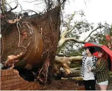  ?? Photo: Bev Lacey ?? STORM DAMAGE: Tyler Denver and Jessica Ellis look on after a storm felled a tree in Bell Street Mall.