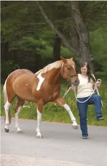  ??  ?? Teaching your horse tricks, such as the Spanish walk, can be a great way to engage his mind.