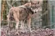  ?? Foto: dpa ?? Auch in Bayern leben Wölfe. Das führt zu Konflikten mit Landwirten.