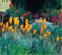  ?? ?? Make a bold backdrop with cannas and gladioli