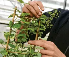 ?? Foto: Caroline Seidel, tmn ?? Mehrjährig­e Pflanzen wie die Clematis können sehr hoch werden – zum Glück gibt es für jede Kletterpfl­anze die passende Rankhilfe.