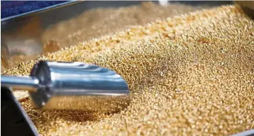  ?? — Reuters ?? Bullish gold: Gold grain is seen before being melted into 1kg gold bars during a refining process at AGR in Entebbe, Uganda. Gold futures touched US$1,804 an ounce on Tuesday, the highest since November 2011.