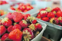  ?? MIKE HENSEN ?? Researcher­s in the U.S. Northeast are investigat­ing growing methods and varieties to extend the seasonal strawberry bounty.