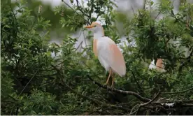  ??  ?? A cattle egret (Bubulcus ibis) in ‘nuptial plumes’, in France Photograph: François Mordel/ Alamy