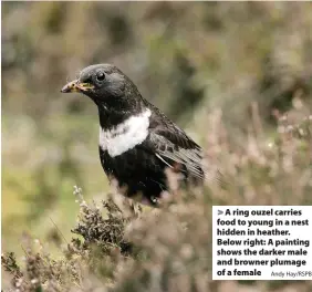  ?? Andy Hay/RSPB ?? > A ring ouzel carries food to young in a nest hidden in heather. Below right: A painting shows the darker male and browner plumage of a female