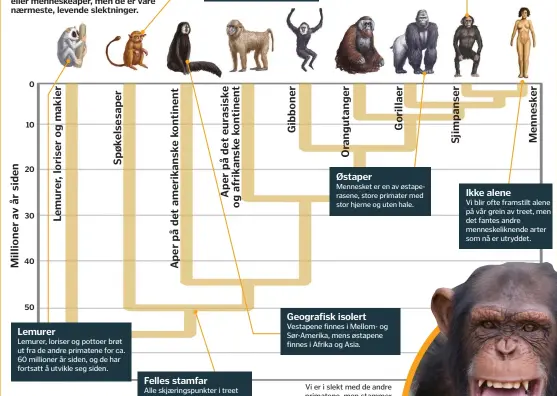  ??  ?? Vi er i slekt med de andre primatene, men stammer
ikke fra dem.