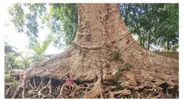  ??  ?? Dao Tree in Barangay Jagbuaya (anjville.com)