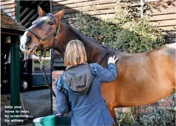  ??  ?? Help your horse to relax by scratching his withers