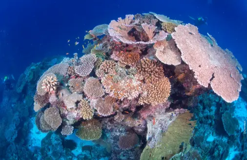  ?? ?? North Malé Atoll is home to some of the Maldives’ most beautiful corals