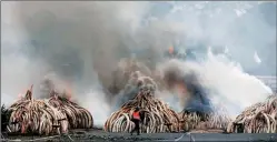  ?? Reuters file ?? Confiscate­d ivory being burnt.