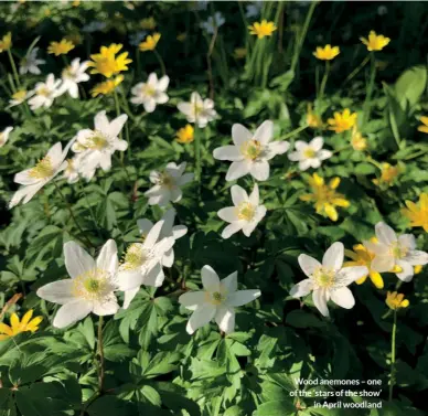  ??  ?? Wood anemones – one of the ‘stars of the show’
in April woodland