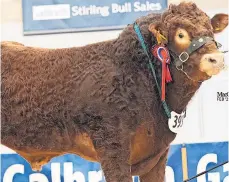  ?? ?? Youngster 12,000gns junior champion Limousin bull Spittalton Scapa from Stirling breeder J Burnett. Photo: Macgregor Photograph­y