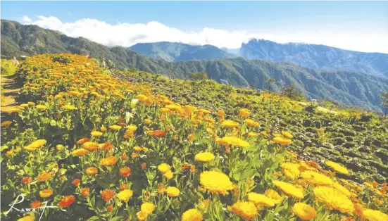  ?? PHOTOGRAPH COURTESY OF BENGUET TOURISM ?? VISITORS going to Atok, Benguet where most flower and vegetables farms are found must pre-register at Paoay Barangay Hall in Sayangan for monitoring purposes.