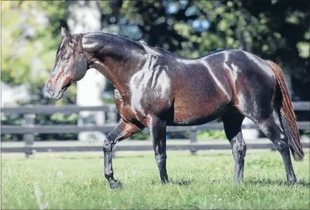  ?? Photo: TRISH DUNELL ?? BREEDING SEASON: Multiple champion stallion O’Reilly is set for another breeding season at Waikato Stud.