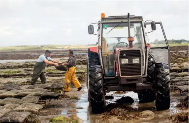  ??  ?? Below: Oyster farming Opposite: Strong demand for Scottish oysters