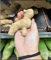  ?? CONTRIBUTE­D BY OLIVIA KING ?? Ginger, both fresh and ground, is a staple of Asian and Caribbean cuisines. Writes Bill King: “I have a friend who nearly always has fresh ginger root on hand to grate and toss into his stir-fry meals.”