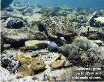  ??  ?? Bullheads grow up to 12cm and hide amid stones.