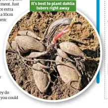  ??  ?? It’s best to plant dahlia tubers right away