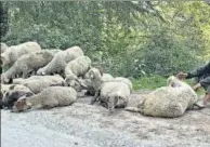  ?? BRIGHU ACHARYA ?? Shepherds are losing as much as 40% of their flock to predators and disease, up from about 15% in a normal year. Some are giving up on sheep-rearing as a result.