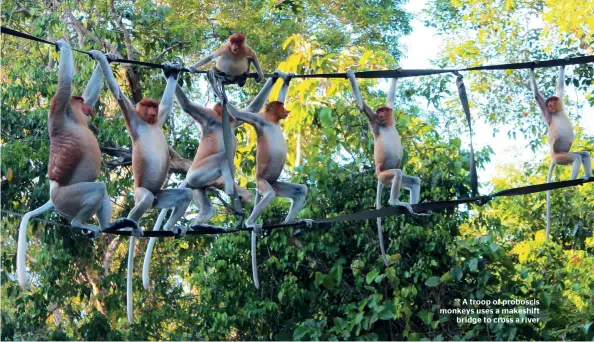  ??  ?? A troop of proboscis monkeys uses a makeshift bridge to cross a river