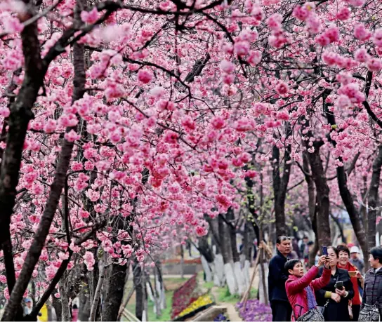  ?? CFP ?? 18 de marzo de 2017. La más bonita temporada de cerezos de Kunming.