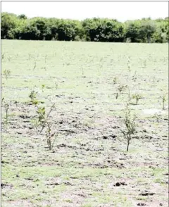  ?? VENG SAKHON VIA FACEBOOK ?? Saplings which were planted in the Tonle Sap area of Puok district in Siem Reap province this month.