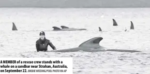  ?? Brodie Weeding/pool Photo via AP ?? A member of a rescue crew stands with a whale on a sandbar near Strahan, Australia, on September 22.