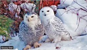  ??  ?? Snowy Owl