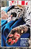  ??  ?? WOUNDS Jaguar had paws burnt in inferno