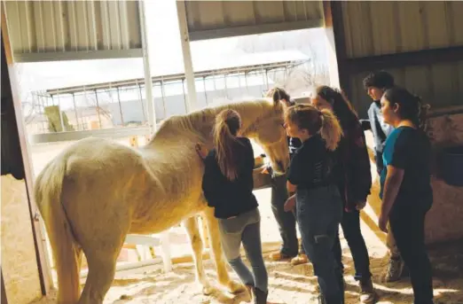  ??  ?? Students at Boulder Preparator­y High School pet a horse at the Medicine Horse Program in Boulder. The charter school’s nontraditi­onal curriculum includes trips to a nearby horse ranch for a biology lesson. RJ Sangosti, The Denver Post