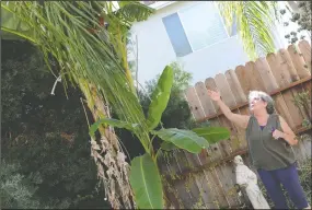  ??  ?? Gloria Day, friend of Dorothy Gambetti, points at the bananas growing in Gambetti’s yard in Lodi on Wednesday.