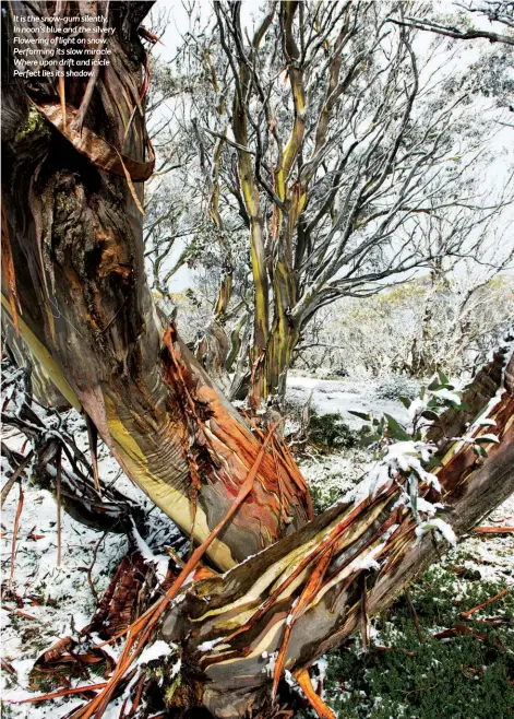  ??  ?? The iconic trees of the Australian High Country inspired Australian poet Douglas Stewart’s musing “The Snow-Gum”.
It is the snow-gum silently, In noon’s blue and the silvery Flowering of light on snow. Performing its slow miracle Where upon drift and icicle Perfect lies its shadow.