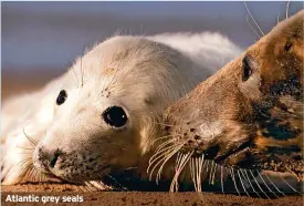  ?? ?? Atlantic grey seals