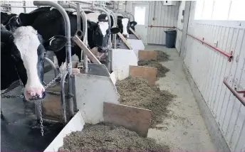  ??  ?? Les vaches suivies pour une étude de l’Université Laval en 2019 ont consommé différente­s rations expériment­ales, dont une qui a amélioré l’efficacité d’utilisatio­n de la protéine de 21 %.