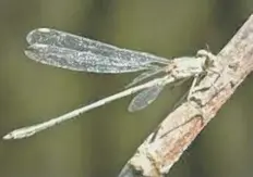  ?? ?? The Willow Emerald Damselfly was only recorded in the park for the first time in 2019 and is now seen annually