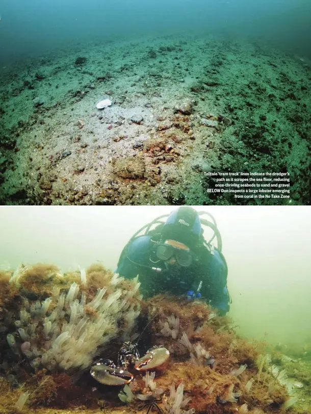  ??  ?? Telltale ‘tram track’ lines indicate the dredger’s path as it scrapes the sea floor, reducing once-thriving seabeds to sand and gravel BELOW Don inspects a large lobster emerging from coral in the No Take Zone