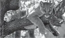  ?? Bob Levey/Contributo­r ?? Shasta VI was UH’s mascot. The cougar was euthanized after dealing with a spinal disease and declining kidney function.