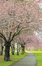  ?? ?? A grove of Japanese flowering cherry trees along the Niagara Parkway near the entrance to the botanical gardens.