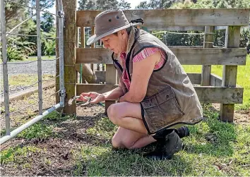  ?? LISA BURD/STUFF ?? Darryn Moeller knew ‘‘the damage was done’’ after she arrived too late to Izzy’s paddock after fireworks had been let off nearby. She says one of Izzy’s shoes was ripped from her as she ran into a fence.