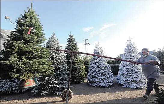  ?? PHOTOS BY ALEX HORVATH / THE CALIFORNIA­N ?? Adolph Naba carries a Christmas tree for a customer at Alpine Christmas Trees on Wible Road.