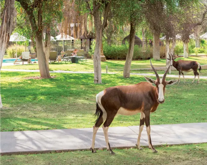  ??  ?? BONTEBOK peacefully mill about the grounds at Mokuti Lodge.