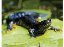  ??  ?? Great crested newts are strictly protected in the UK. But new rules for developers could see some population­s destroyed