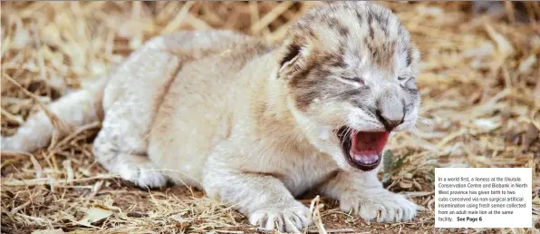  ??  ?? In a world first, a lioness at the Ukutula Conservati­on Centre and Biobank in North West province has given birth to two cubs conceived via non-surgical artificial inseminati­on using fresh semen collected from an adult male lion at the same facility.