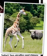  ?? Picture: SHELLEY EVE PHOTOGRAPH­Y ?? Safari: See giraffes and rhinos at the Port Lympne Reserve