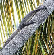  ??  ?? A MONITOR lizard climbs a tree
